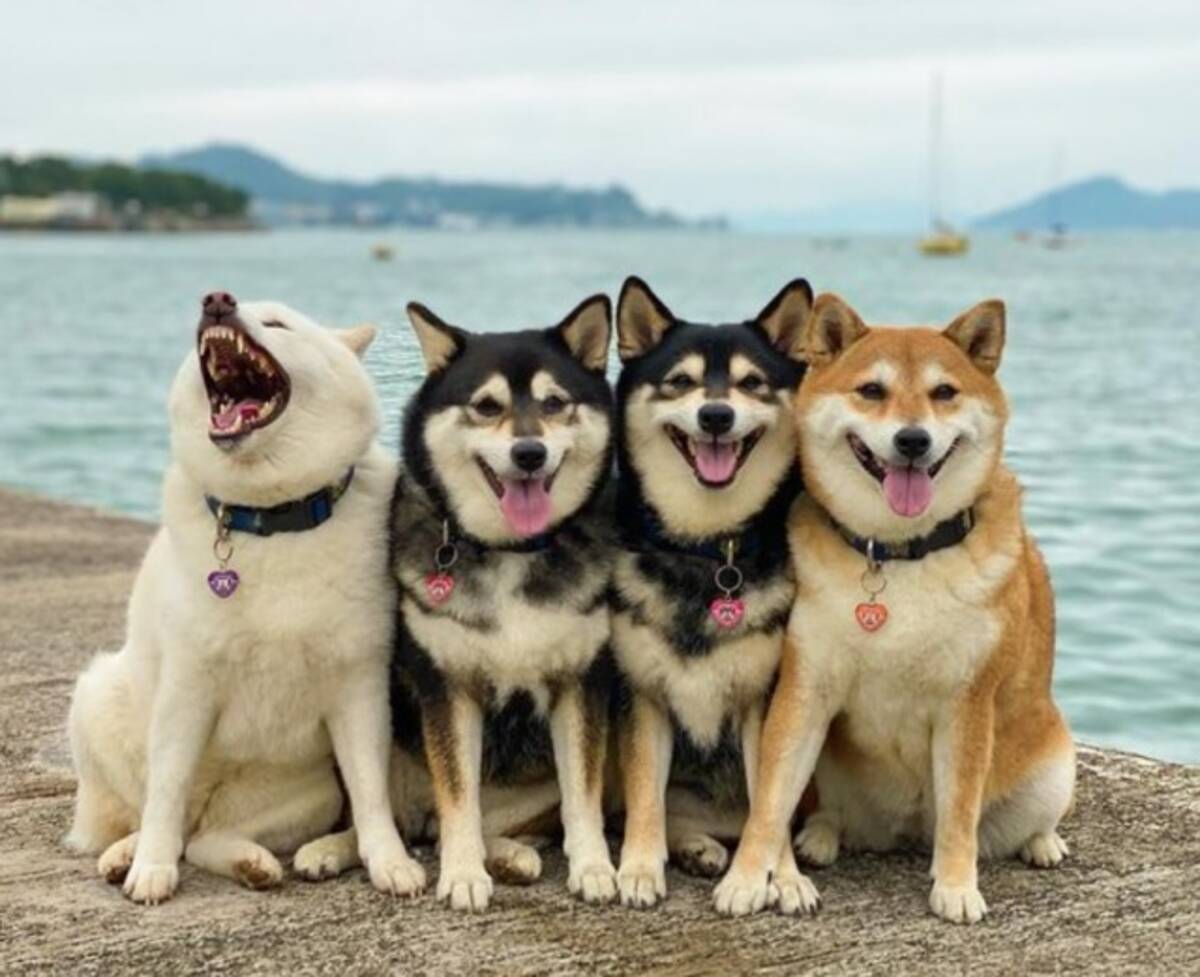 すまし顔の柴犬姐さんたちをよそに 一匹だけ我が道を行く 末っ子の白柴 日常写真に こういう子いる 21年7月18日 エキサイトニュース