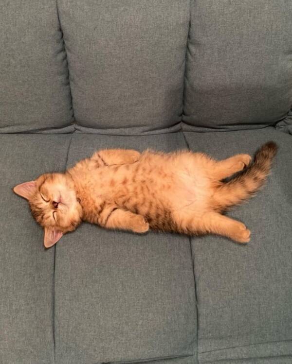 かわいい という任務を神から授けられた ミヌエットに全猫好き悶絶 相方との絡みも尊すぎ 21年8月17日 エキサイトニュース