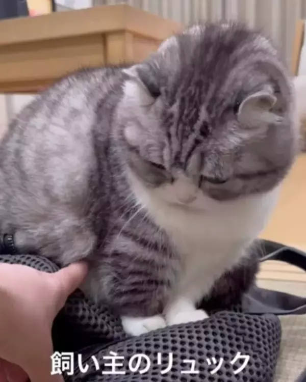 「パッキング中のリュックの上に…指を近づけるも怒り出すマンチカンに「怒っててもかわいい」「行くなってこと？」」の画像