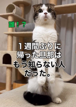 「誰!?」3年間一緒に暮らしたのに…“1週間ぶり”に帰宅した夫を忘れた猫の反応に「パパさん切ない…」「再構築頑張ってください」