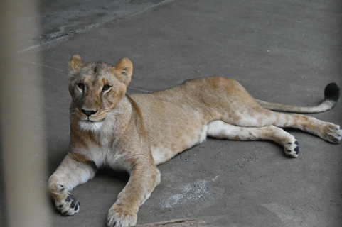 多摩動物公園、ライオン3頭死ぬ　飼育の状況説明　他に意識消失に至る重症化の個体も
