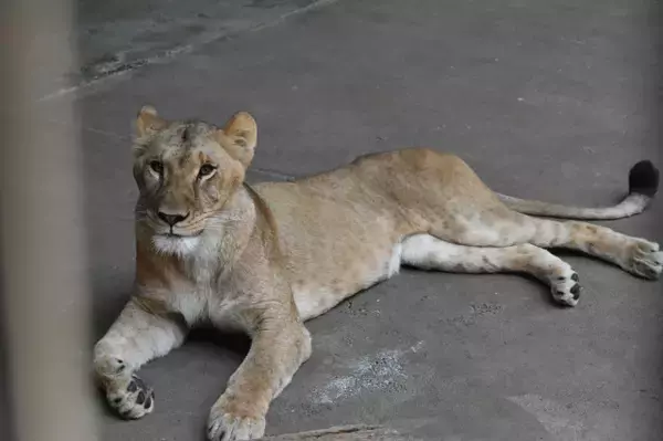 多摩動物公園、ライオン3頭死ぬ　飼育の状況説明　他に意識消失に至る重症化の個体も