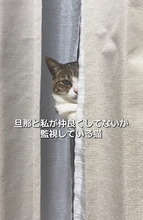 カーテンの隙間から監視猫がジロり…夫が大好きすぎて家庭内の”懐き方”に差、妻の嘆き「私はいつもご飯係」