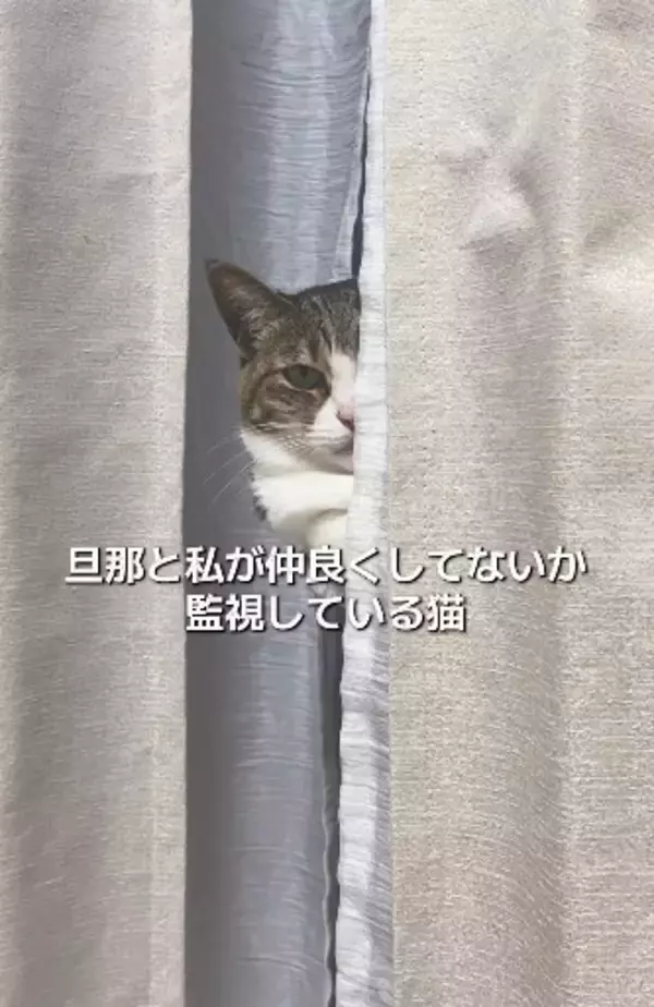 カーテンの隙間から監視猫がジロり…夫が大好きすぎて家庭内の”懐き方”に差、妻の嘆き「私はいつもご飯係」