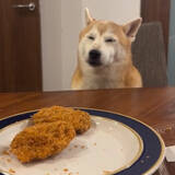 「トンカツもらえるかも…わずかな可能性にかけて”睡魔”と格闘する柴犬の執念「ギリギリの闘い」「常にチャンスを狙っている」」の画像1