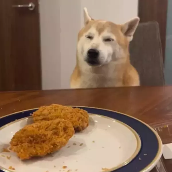 トンカツもらえるかも…わずかな可能性にかけて”睡魔”と格闘する柴犬の執念「ギリギリの闘い」「常にチャンスを狙っている」