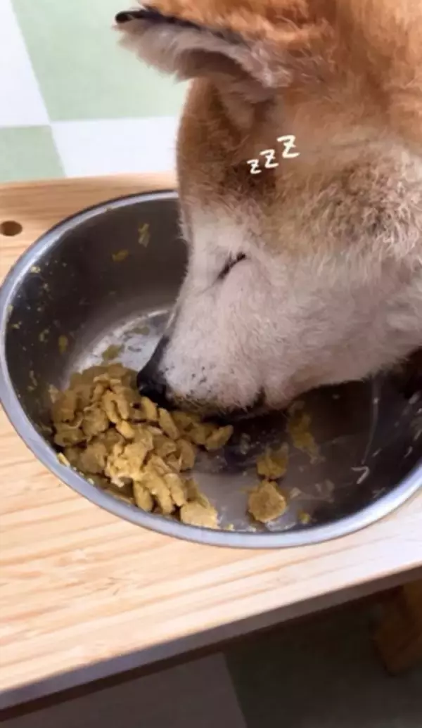 こんなことってあるんですか？　シニア犬が”幼子みたい”な寝姿に...「とても愛おしい」