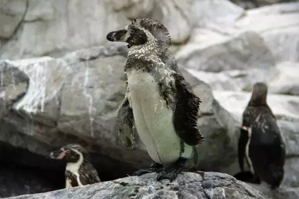 換羽中のペンギンに近づくと「めっちゃにらまれる」　水族館が紹介した超かわいい姿の理由は？