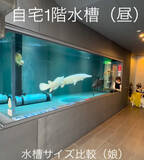 「まるで水族館のような5mの巨大水槽がある自宅に165万回再生「リアルあつ森やん」「秘密基地だぁ…」」の画像1