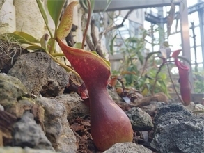 大阪市内に「食虫植物」100種類が集結へ　冷房効いた館内で“生き生き”とした姿…咲くやこの花館