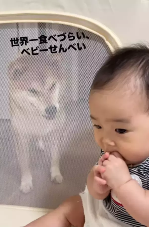 手づかみ食べ練習中の赤ちゃんに熱い視線？　”世界一食べづらい"状況が91.5万回再生「圧が...」「どっちも可愛い」
