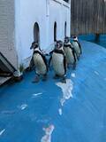 「八木山動物公園、相次いで死亡したフンボルトペンギンの死因発表「『鳥マラリア』によるものと考えられます」」の画像1
