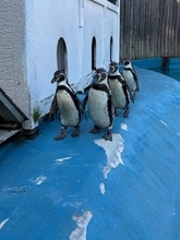 八木山動物公園、相次いで死亡したフンボルトペンギンの死因発表「『鳥マラリア』によるものと考えられます」