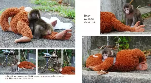 “ぬいぐるみが母親代わり”子ザルのパンチくん、成長を写真と物語で描いた書籍が誕生【きょうから予約開始】