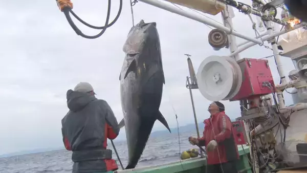 初競り5億円マグロの裏側に密着　テレ東が特番を放送『巨大マグロ戦争2026』