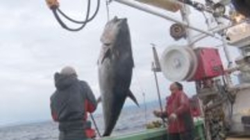 初競り5億円マグロの裏側に密着　テレ東が特番を放送『巨大マグロ戦争2026』