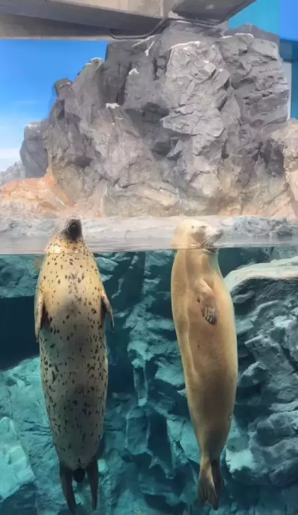 水中で”直立不動”プカプカ…アザラシの異様なリラックス姿に「中にヒト入ってるんちゃうか」「茶柱ですね」