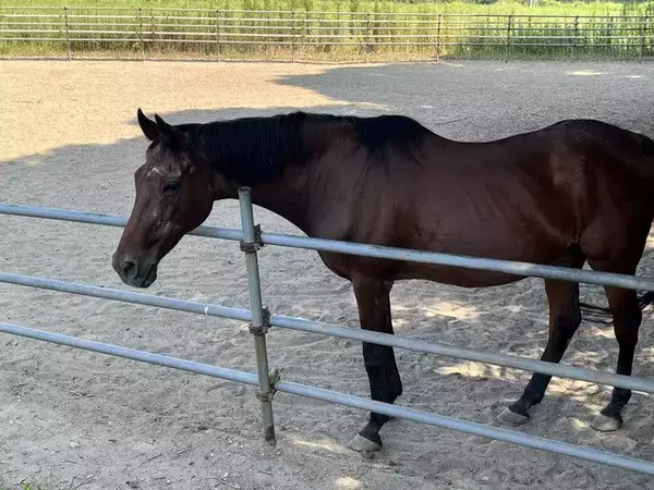 “負け組の星”ハルウララ、きょう命日　“勝ち組”だった余生　死後も人気衰えず　マーサファーム代表明かす「すごい気ままに生きていた」