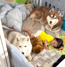 ママも入れてもらえない…お昼寝する1歳児を見守る2匹のハスキー犬に230万回再生「完璧なフォーメーション」「めっちゃ頼りになる兄様達や」
