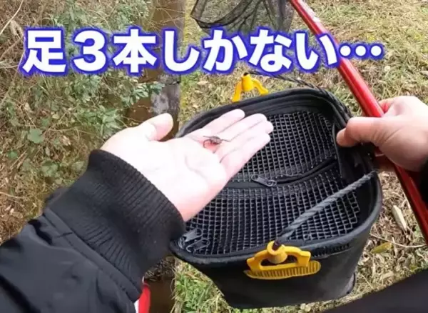山奥で見つけた “3本足”のカニ、3度脱皮した結果…9ヵ月間の飼育記録に「生命の神秘！」「感動です…！」