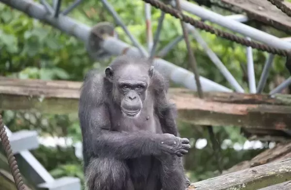 チンパンジー・アイ、49歳で「息を引き取りました」研究センターが報告　人間の研究に貢献