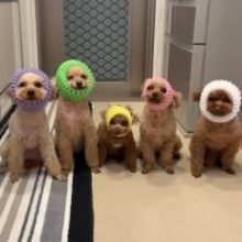 フルーツネット姿の5匹5色トイプー　様子のおかしい1匹に「ブチギレてそうな顔可愛すぎ」「犬のこういう顔好き」