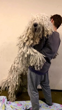 モップにしか見えない超希少犬種、子犬時代は？　まさかの成長記録に「不思議すぎる！」「まるで別犬種」「どんどんネジネジにｗ」