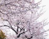 「灘中・灘高、「令和8年度 大学合格者数」を公表　東大「95」…現役は「77」 京大「47」 イェール大なども【東大・京大の学部別一覧】」の画像1