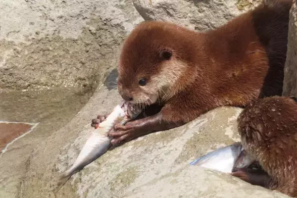 「名付け親になれたかも」「可愛いお名前」コツメカワウソ3つ子の名前、公募で決定【あわしまマリンパーク】