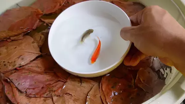 「お祭りの金魚を専用バケツで7ヵ月育てた結果…二度見レベルの展開に「こんな未来が…！」「伏線回収すごっｗ」」の画像