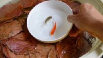 お祭りの金魚を専用バケツで7ヵ月育てた結果…二度見レベルの展開に「こんな未来が…！」「伏線回収すごっｗ」