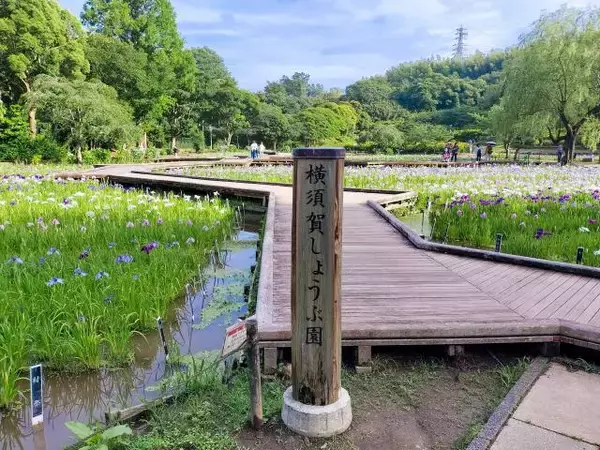 横須賀しょうぶ園、コスプレ撮影巡り警告「再三のお願いにもかかわらず、改善されることがなく」