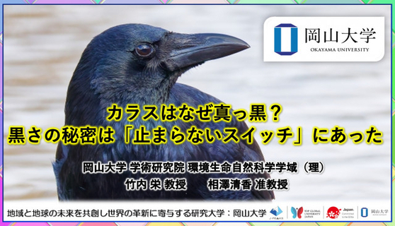 カラス、なぜ黒いのか？ 長年の謎に岡山大学が研究結果を発表　分子レベルから迫る新発見
