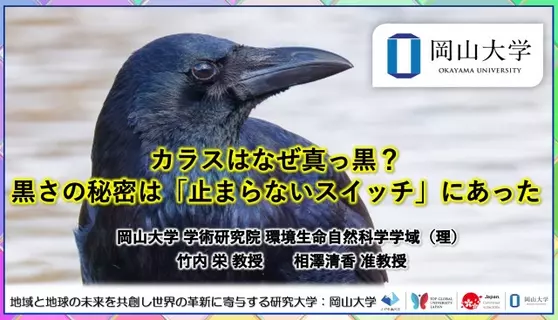 カラス、なぜ黒いのか？ 長年の謎に岡山大学が研究結果を発表　分子レベルから迫る新発見
