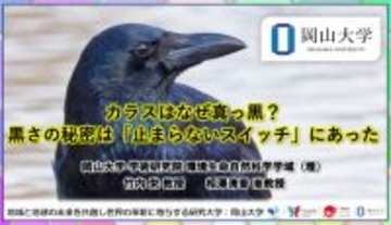 カラス、なぜ黒いのか？ 長年の謎に岡山大学が研究結果を発表　分子レベルから迫る新発見