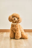 「「かわいい」「尊い」Xで話題の愛犬用スマート首輪、担当者が開発背景明かす」の画像1