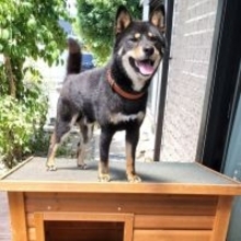 “犬小屋は、屋根の上で過ごすもの”　譲り受けたハウスを想定外の方法で楽しむ黒柴に「違う、そうじゃない（笑）」「リアルスヌーピー」