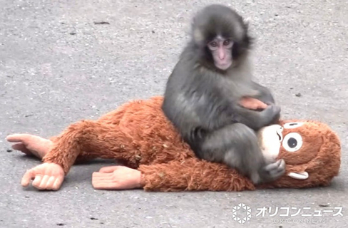 「前代未聞の数字です」パンチくん効果、市川市動植物園が過去最多の月間来園者数を更新＆きょうからうれしい再開も発表