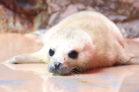 “純白”の「ゴマフアザラシ」赤ちゃん誕生…見られるのはごく短い期間　伊勢シーパラダイス