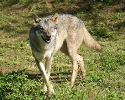 多摩動物公園、国内で唯一飼育する亜種ヨーロッパオオカミの子どもが誕生　2013年に「アジアの平原」で展示を開始して以来初