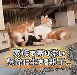 「子猫を連れて庭に現れた”三毛母猫との約束”「この家族を離れ離れにしたくない…」迎え入れた親子のその後」の画像1