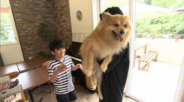 『探偵！ナイトスクープ』犬とハリネズミに触りたい少年、9歳の切実な願い…目の前に90キロの大型犬グレート・デーン