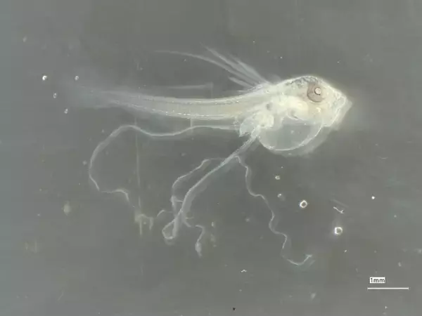 沖縄美ら海水族館、世界初「アカマンボウ」の人工授精・人工ふ化に成功　7ミリの仔魚を披露