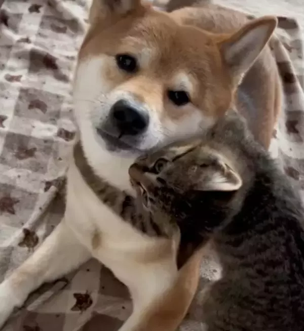 「愛が重すぎる…」柴犬が飼い主さんに向けた“虚無の表情”、子猫との関係性に「愛おしい空間」「私と彼氏だ」