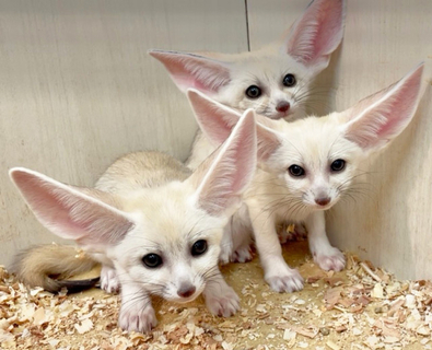 世界最小のキツネ「フェネック」の3つ子が誕生　静岡の屋内動物園ですくすく成長