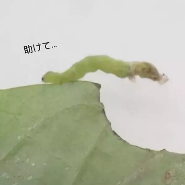 脱皮不全で弱っていたいも虫…約1cmの”命”を救う様子に「優しい世界」「虫を助けることができる人がいるなんて…」