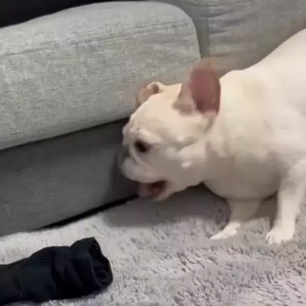 「パパの靴下のニオイを自ら嗅いで悶絶…“知りつつも”挑むフレンチブルドッグに「面構えが違う…」「頂きに行ってるやん」」の画像