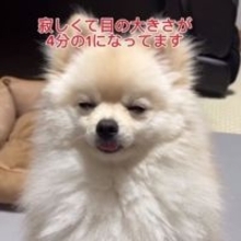 『目が4分の1に』『ご飯も食べない』ママに半日会えず元気なしのポメラニアン…“名前”を聞いた瞬間、きゅるきゅるお目目に