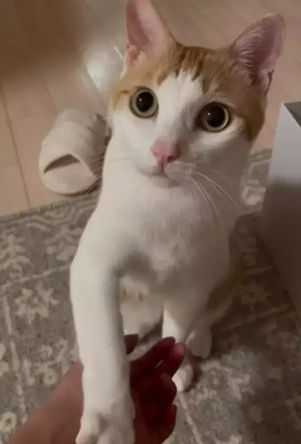 意思表示が完璧…なでようとしたら前脚でピタッ、3歳猫の拒否姿に145万再生「わりと目がマジ」「ちがう、そうじゃない笑」