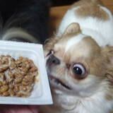 「ネバネバ大惨事…糸を引きながら納豆を爆食するチワワ　「部屋の壁も食べました」」の画像1